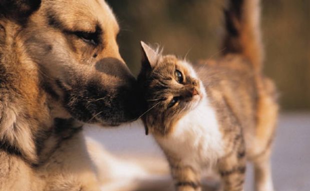 cani e gatti