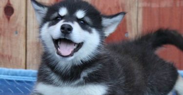 husky