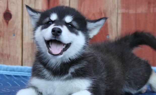 husky