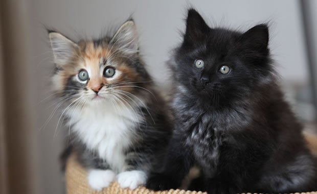 gatti bellissimi