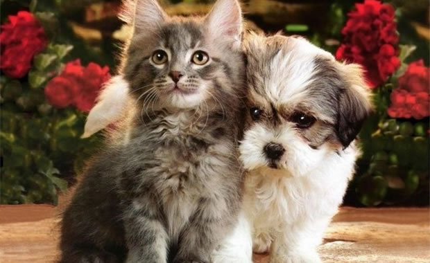 gatti e cani