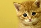 GATTI