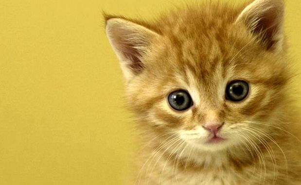 GATTI