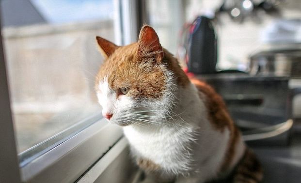 gatto