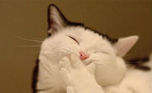 gatto-ride