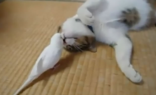 gatto uccellino