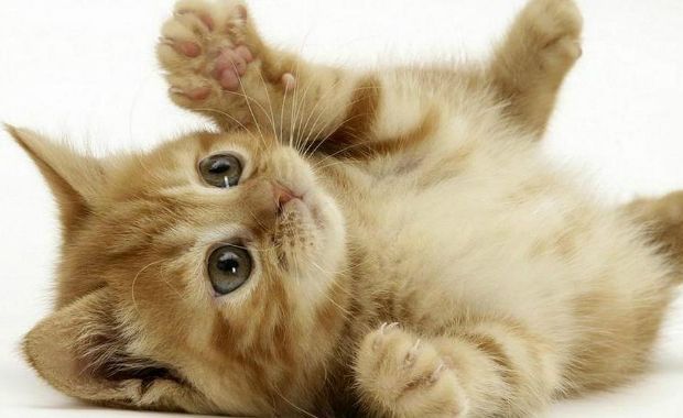 gatti