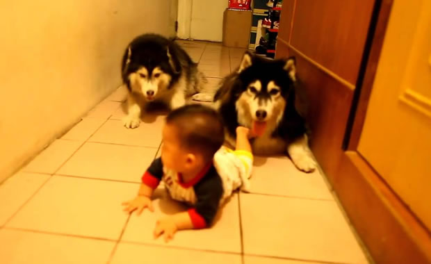 husky gattonano