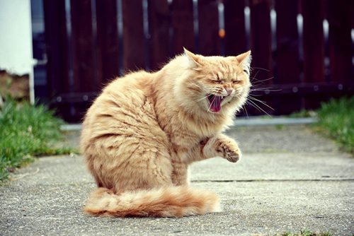 laughing-cat