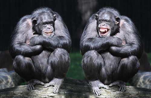 laughing-chimps