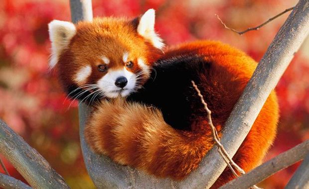 panda rosso