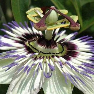 passiflora