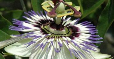 passiflora