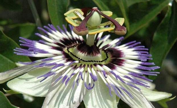 passiflora