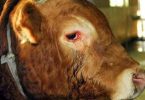 toro che piange