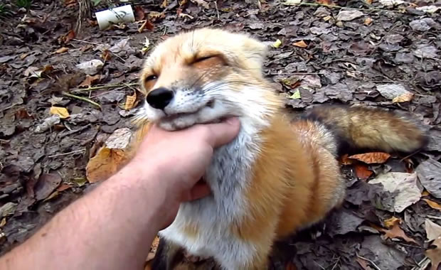 volpe coccole