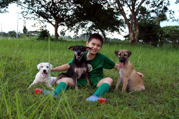 97a12-filipino-dogs6