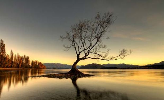 alberi