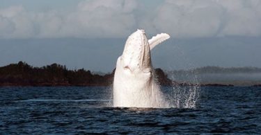 balena bianca