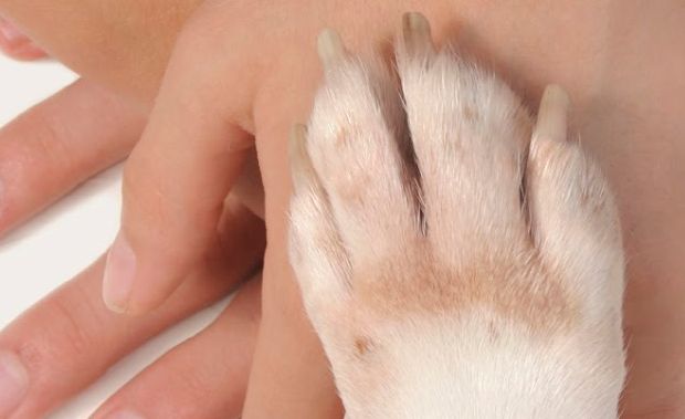 pet therapy