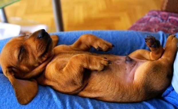sonno cane