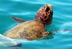 tartaruga caretta caretta