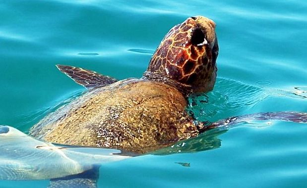 tartaruga caretta caretta