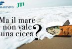 cicche mare