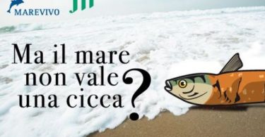 cicche mare