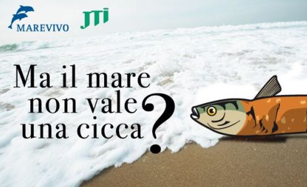 cicche mare