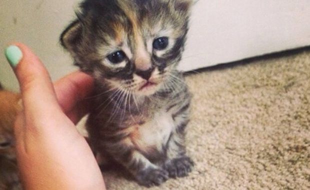gattino triste