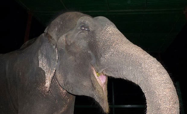 raju