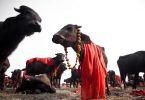 gadhimai