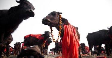 gadhimai