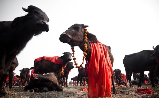 gadhimai