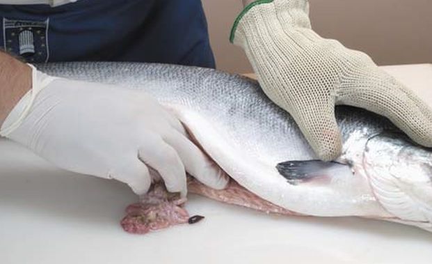salmone