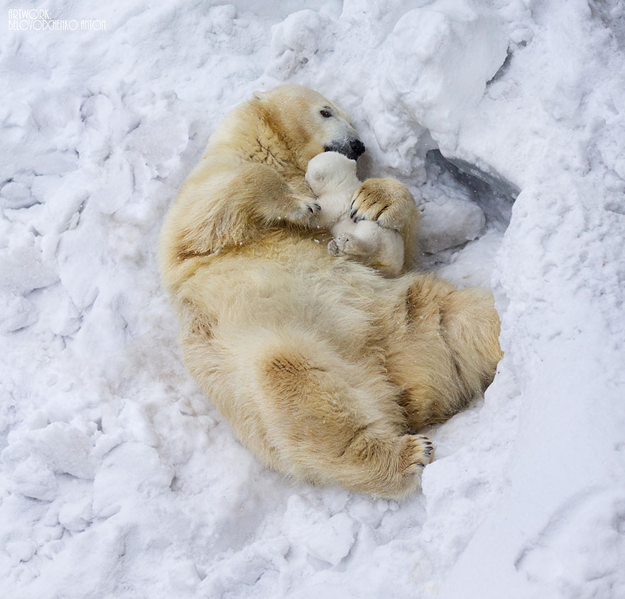 animal-parents-3-2