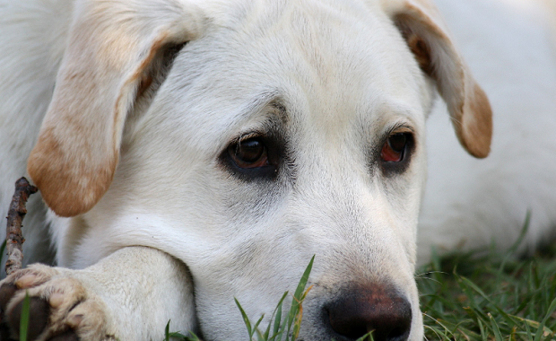 cane