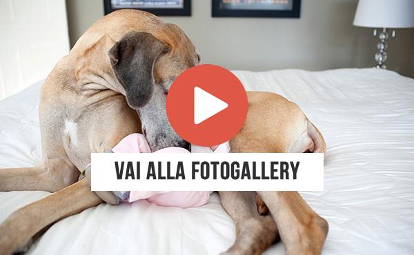 cani e bamini foto