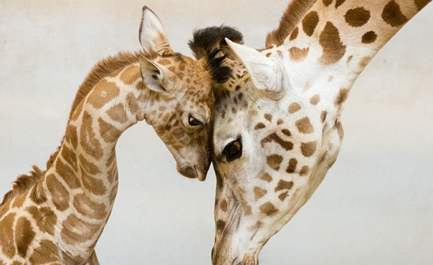 cute animal