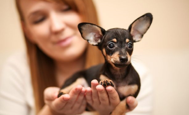 little chip