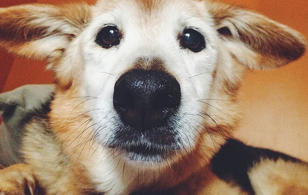 cane chubby