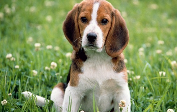 cane