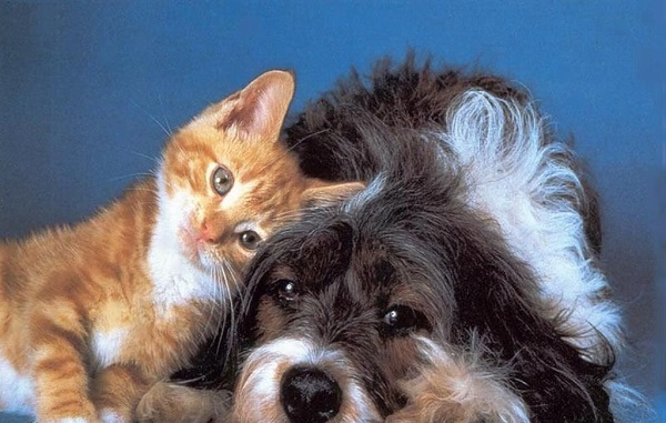cani e gatti