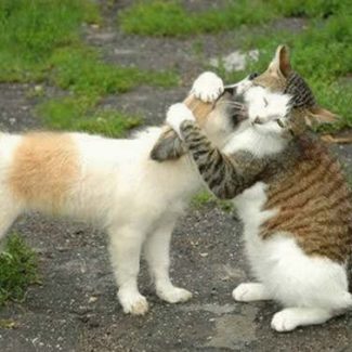 gatto e cane