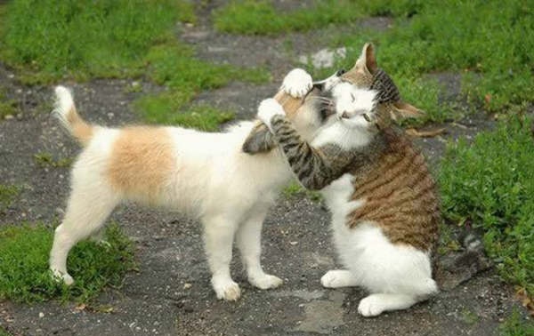 gatto e cane