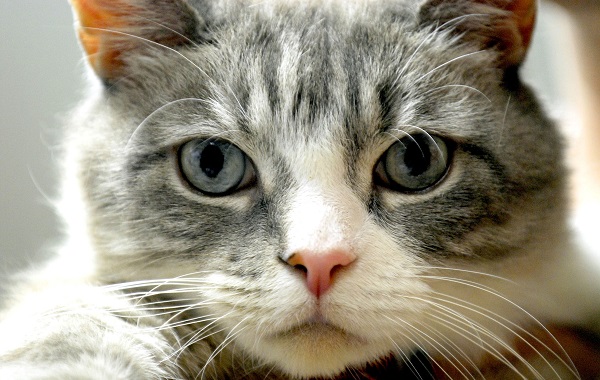 gatto