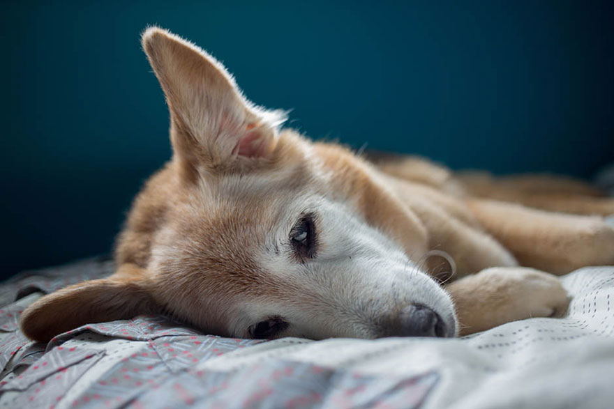 old-dog-chubby-memorial-photoshoot-maria-sharp-suzanne-price-17