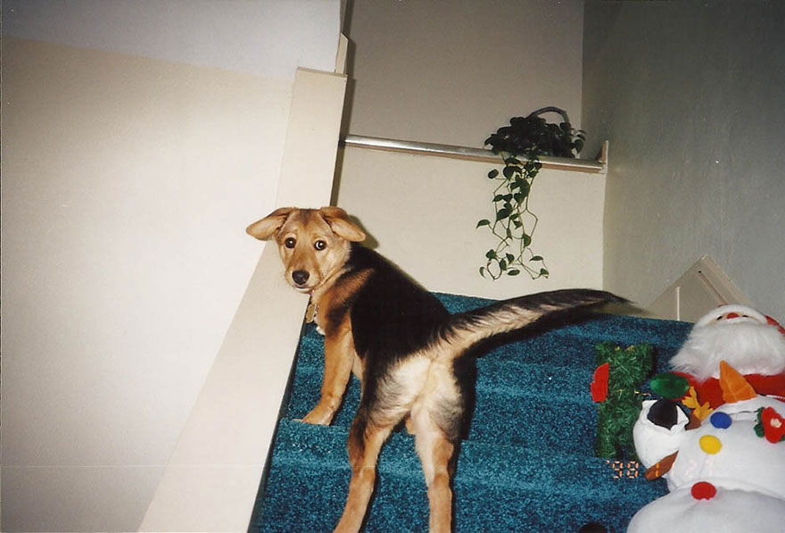 old-dog-chubby-memorial-photoshoot-maria-sharp-suzanne-price-28