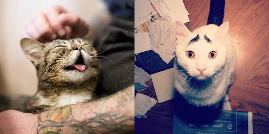 animali